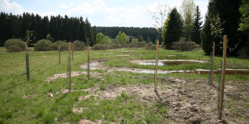 Výsadba u Svratouchu, foto Zuzana Růžičková