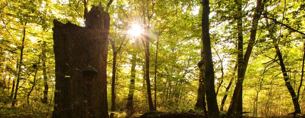 AOPK ČR souhlasí s nově nastaveným lesním hospodařením v oblasti Soutoku a Pálavy