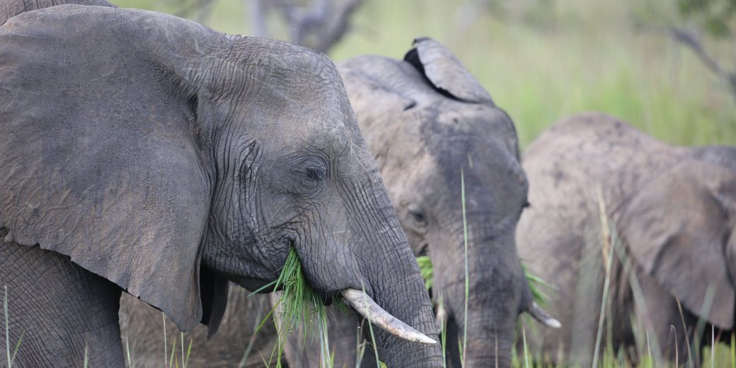 Sloni afričtí zachycení při pojídání potravy.