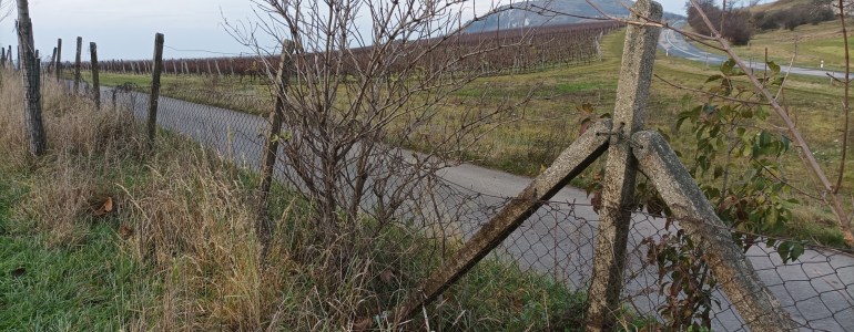 Od pálavského Děvína zmizely téměř 4 km plotu. Vinaři dodrželi slovo.