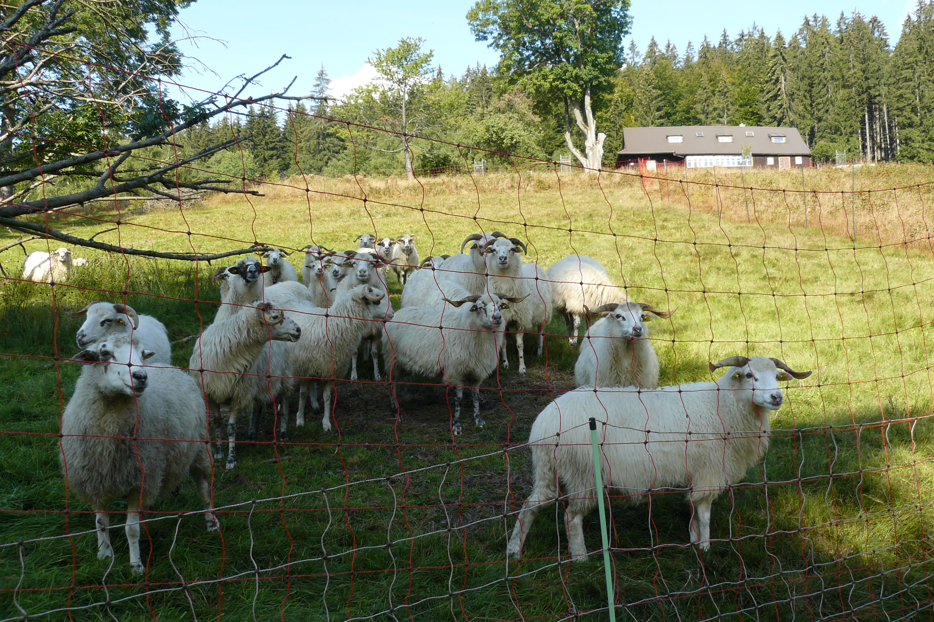 Ovce v ohradě.