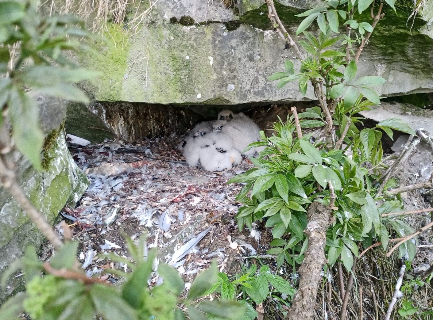 Sokolí mláďata v hnízdě.