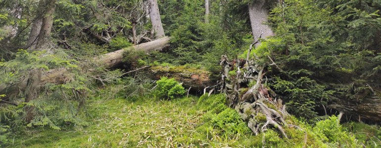 Věk nejstarších stromů na Pradědu a Králickém Sněžníku přesahuje 400 let. Ukázal to výzkum zdejších lesů