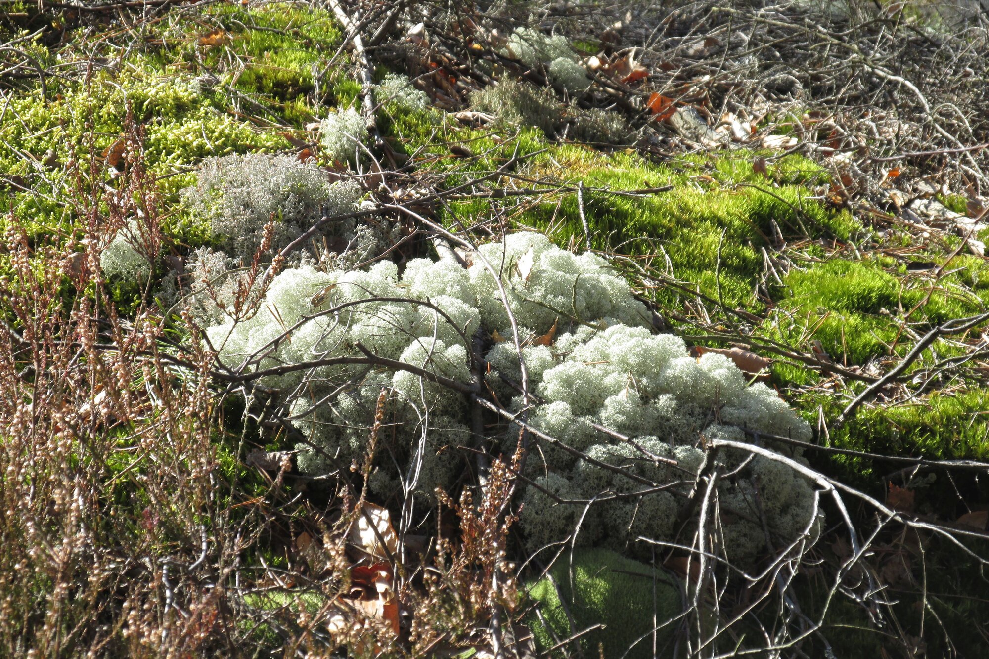 Cladonia na Kokořínsku.