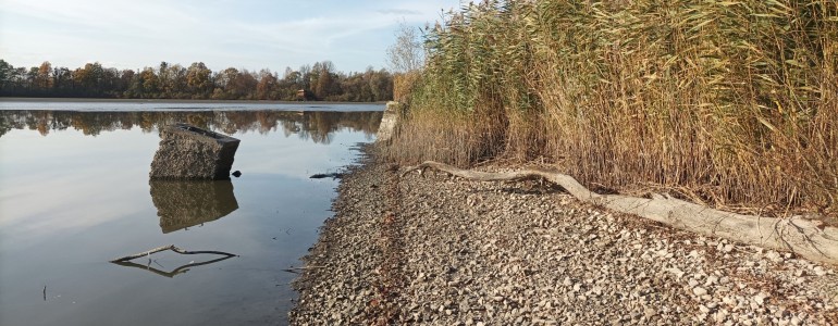 Přírodní rezervace Kotvice dostává novou tvář. Začíná tu obnova rybníků a mokřadů.