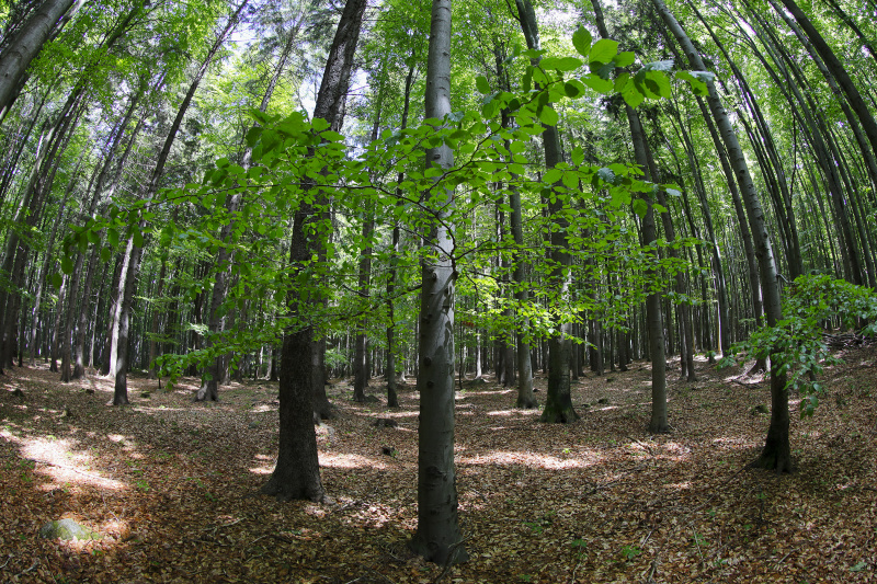 Bučina na Ransku