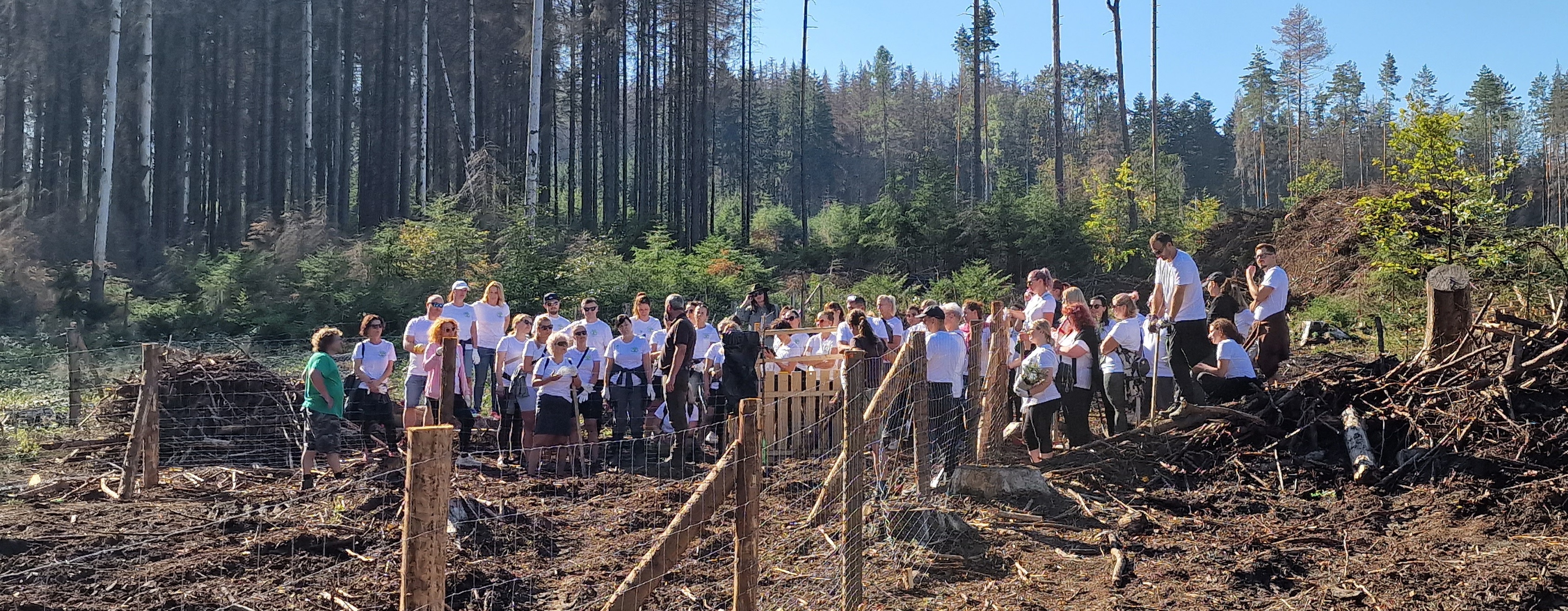 Kadeřníci pomáhali s obnovou lesa v CHKO Železné hory