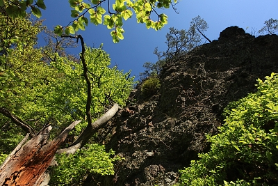 Skalní výchoz u Rudova v bučině Na vrších nad Lovětínskou roklí.